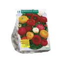 Baltus Ranunculus Mix Ranonkel bloembollen per 15 stuks